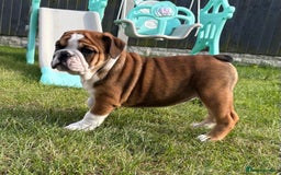 English Bulldog dogs for sale: English bulldog puppies  - Image 4