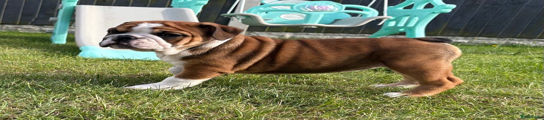 English Bulldog Puppy 7