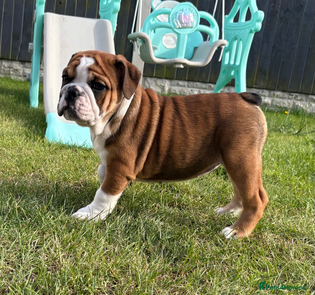 English Bulldog dogs for sale: English bulldog puppies  - Image 4