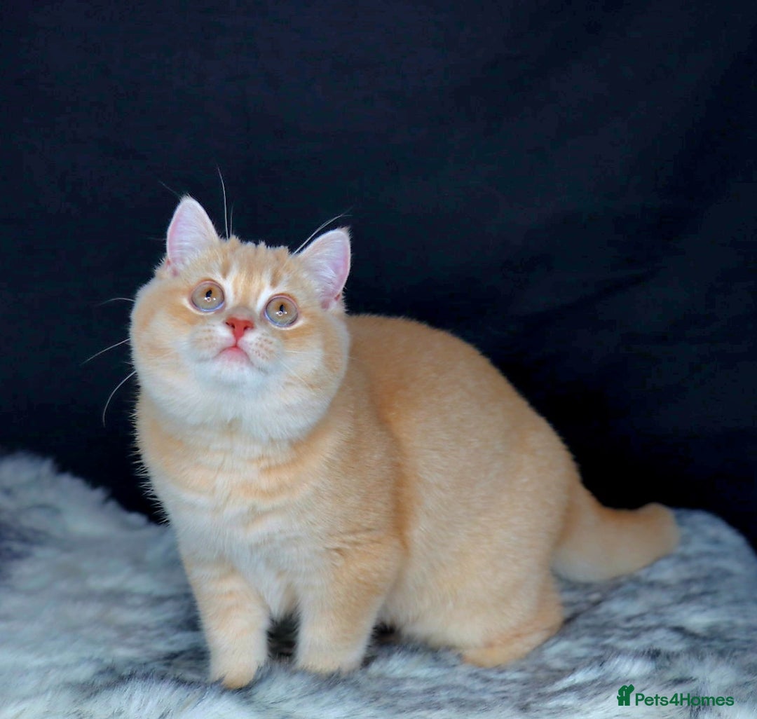 Golden British Shorthair Kittens for sale Pets4Homes