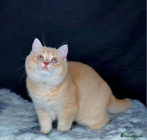 British Shorthair cats - Advert 15