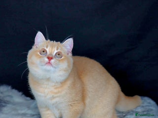 British Shorthair cats - Advert 6