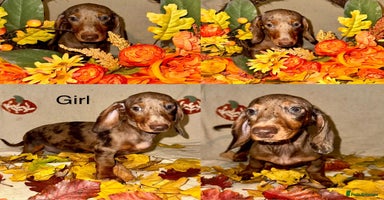 Dachshund dogs - Advert 9