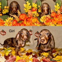 Dachshund dogs - Advert 6