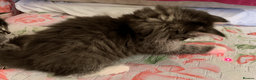 Maine Coon cats for sale: Three adorable Maine Coon Kittens For Sale  - Advert 16