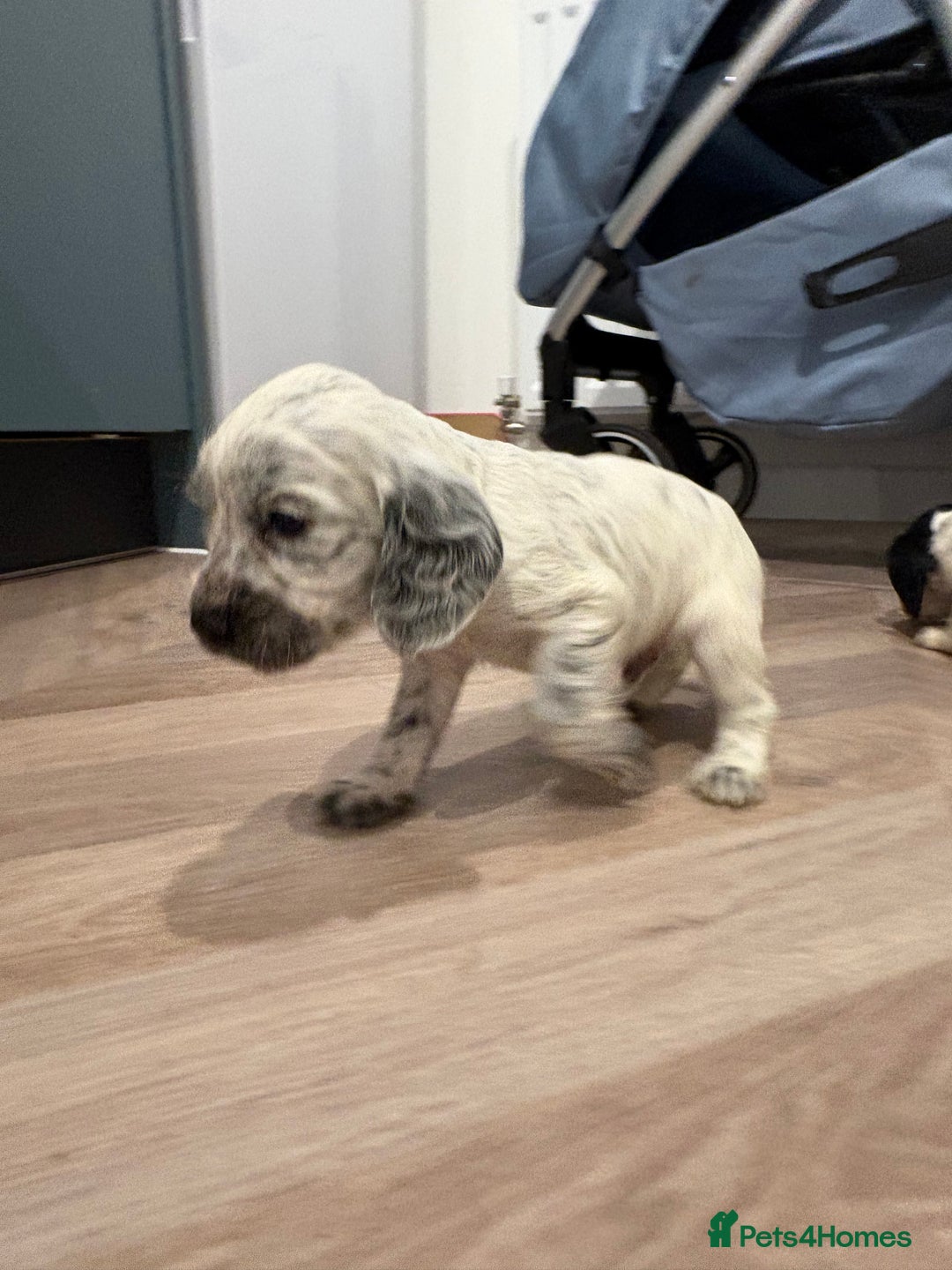 Cocker Spaniel dogs for sale: Adorable cocker spaniel puppies  - Advert 15