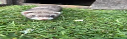 Ferret rodents for sale: Kits for sale  - Advert 2