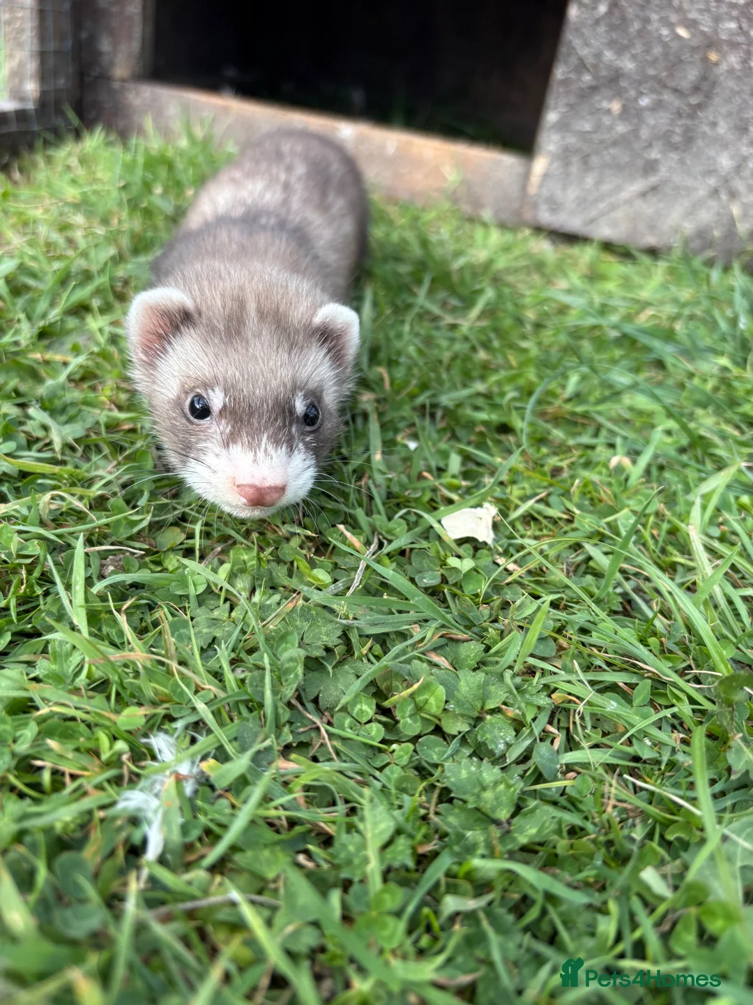 Ferret rodents for sale: Kits for sale  - Advert 2