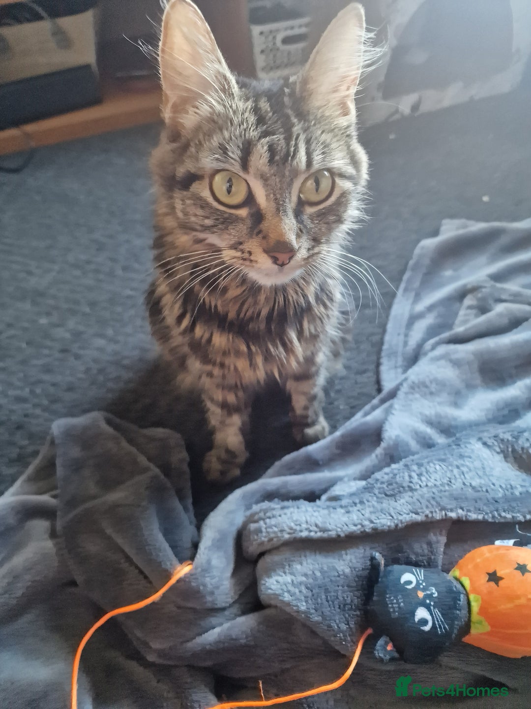 Mixed Breed cats for sale: 2 kittens for sale. A beautiful boy and a girl - Image 13