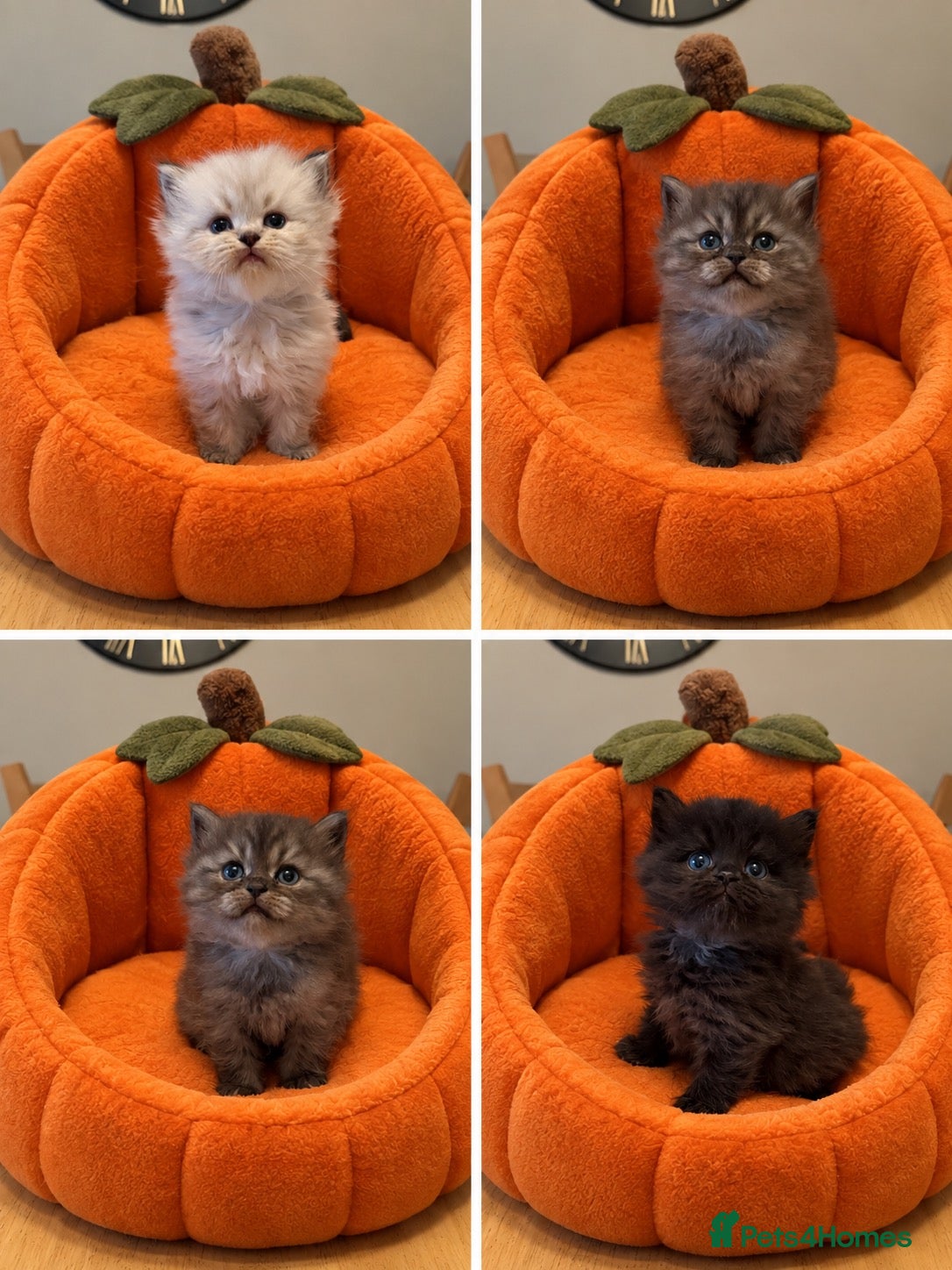 Persian cats Chinchilla Persian Kittens  - Advert 1