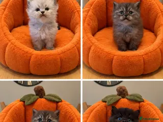 Persian cats Chinchilla Persian Kittens - Advert 5