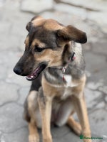 Mixed Breed dogs MOCHI – a Superb young Girl for a Loving Home - Advert 2