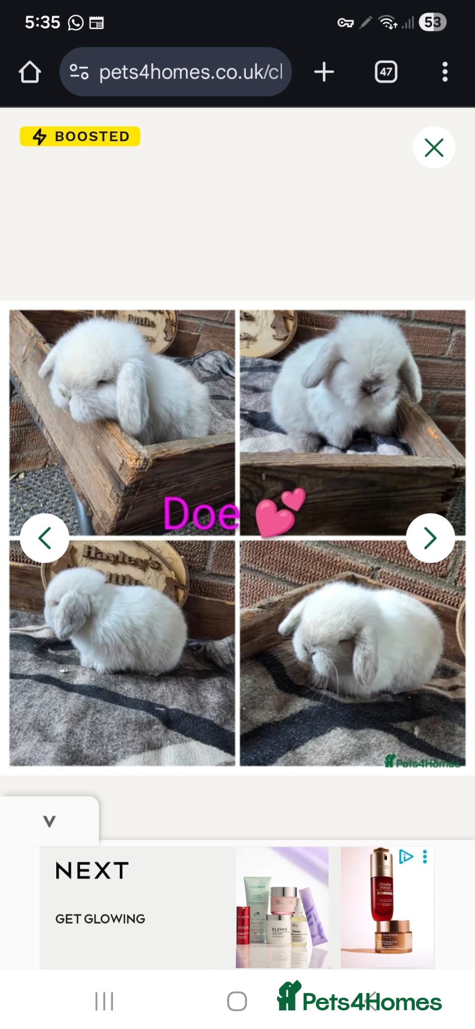Mini Lop rabbits Gorgeous pure breed mini lops  - Advert 2