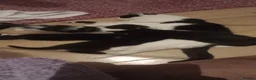 Mixed Breed cats for sale: 3 lovely kittens  - Advert 4