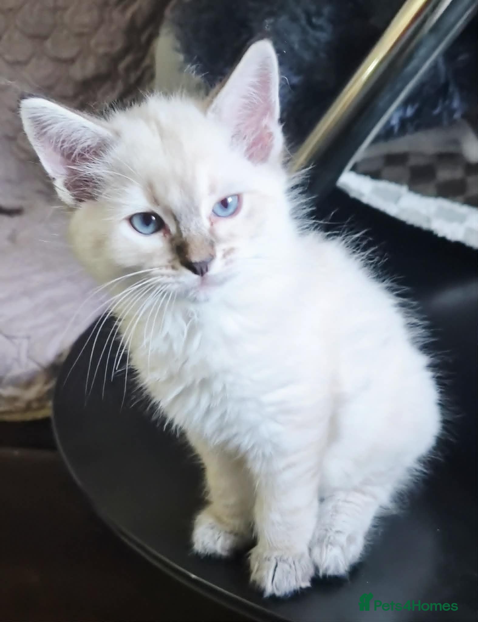 Ragdoll cats  Ragdoll Kittens –  - Advert 2