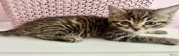 Bengal cats for sale: 4 gorgeous Bengal mix kittens - Advert 14