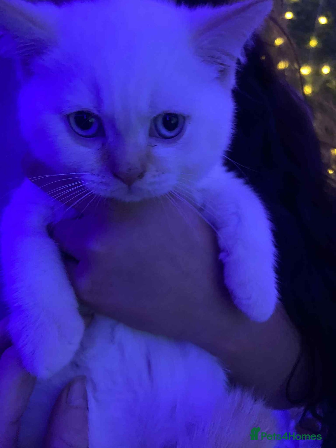 British Shorthair cats for sale: (💙LAST WHITE KITTEN🤍) Stunning Pure BSH kittens  - Advert 8