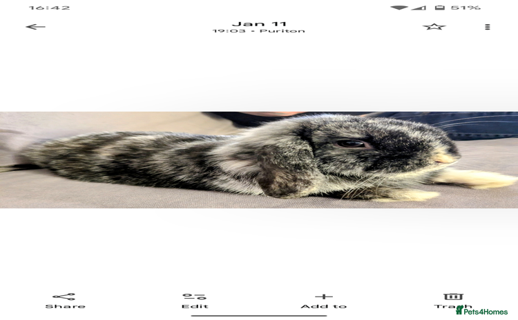 English Lop rabbits - Advert 1