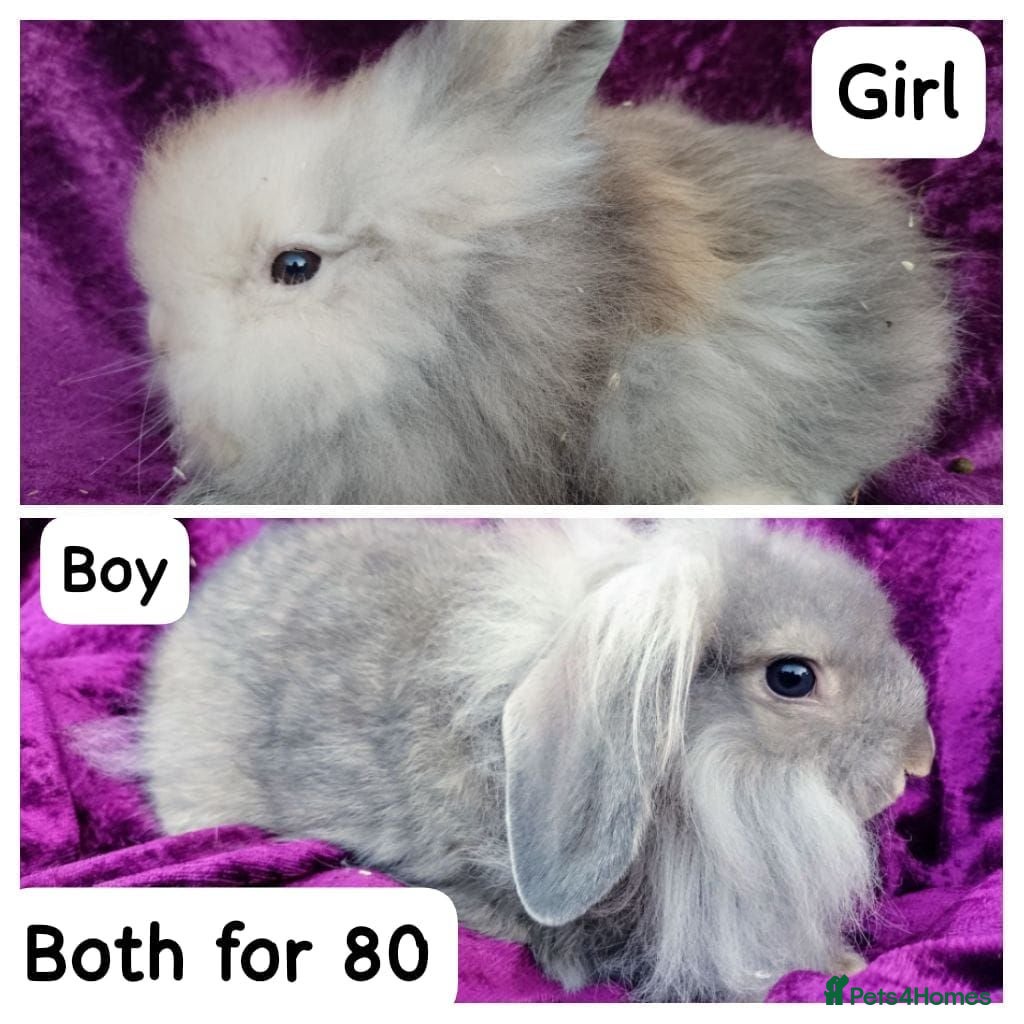 Mini Lion Lop rabbits Mini lion head lop  - Advert 1