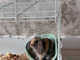Tan rabbits Rabbit (Bella) - Advert 2