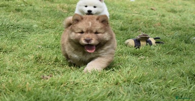 Siberian Husky dogs - Advert 15