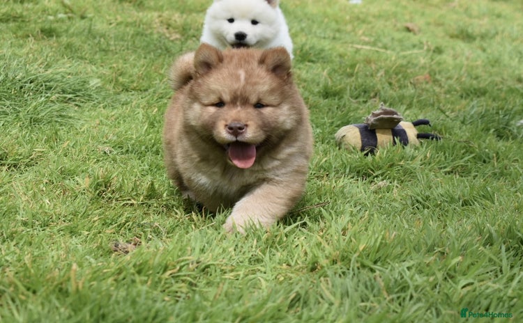 Siberian Husky dogs - Advert 2