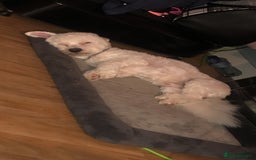 Bichon Frise dogs for sale: Bichon frise 4 year old male stud for sale - Image 9