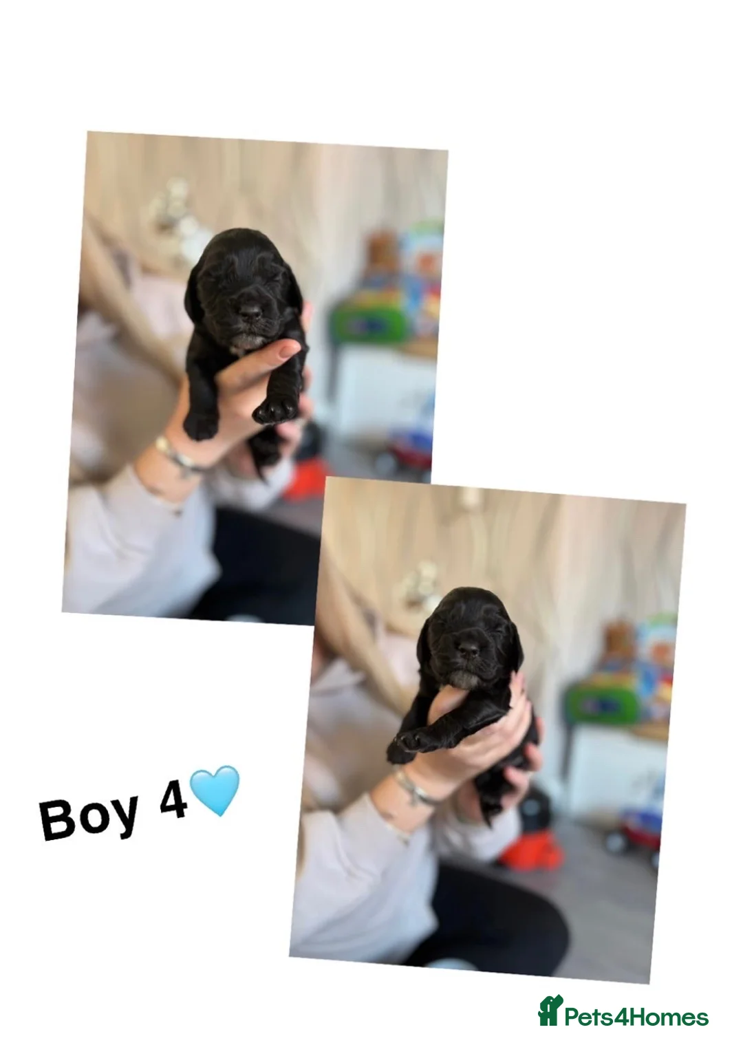 Cocker Spaniel dogs for sale: Cocker spaniels 🏠  - Advert 8