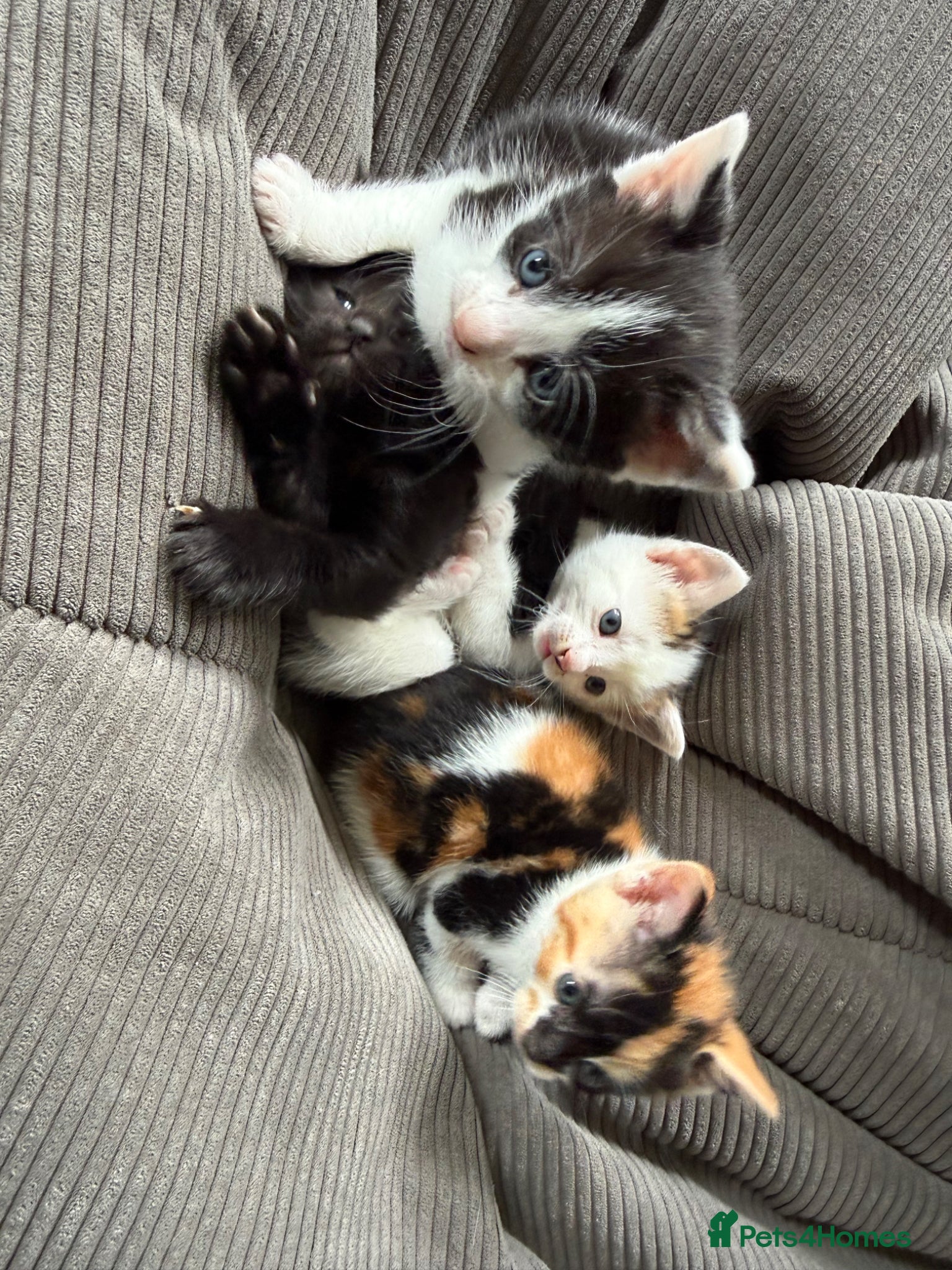 Mixed Breed cats 4 Adorable Kittens ready to go to new homes - Advert 2