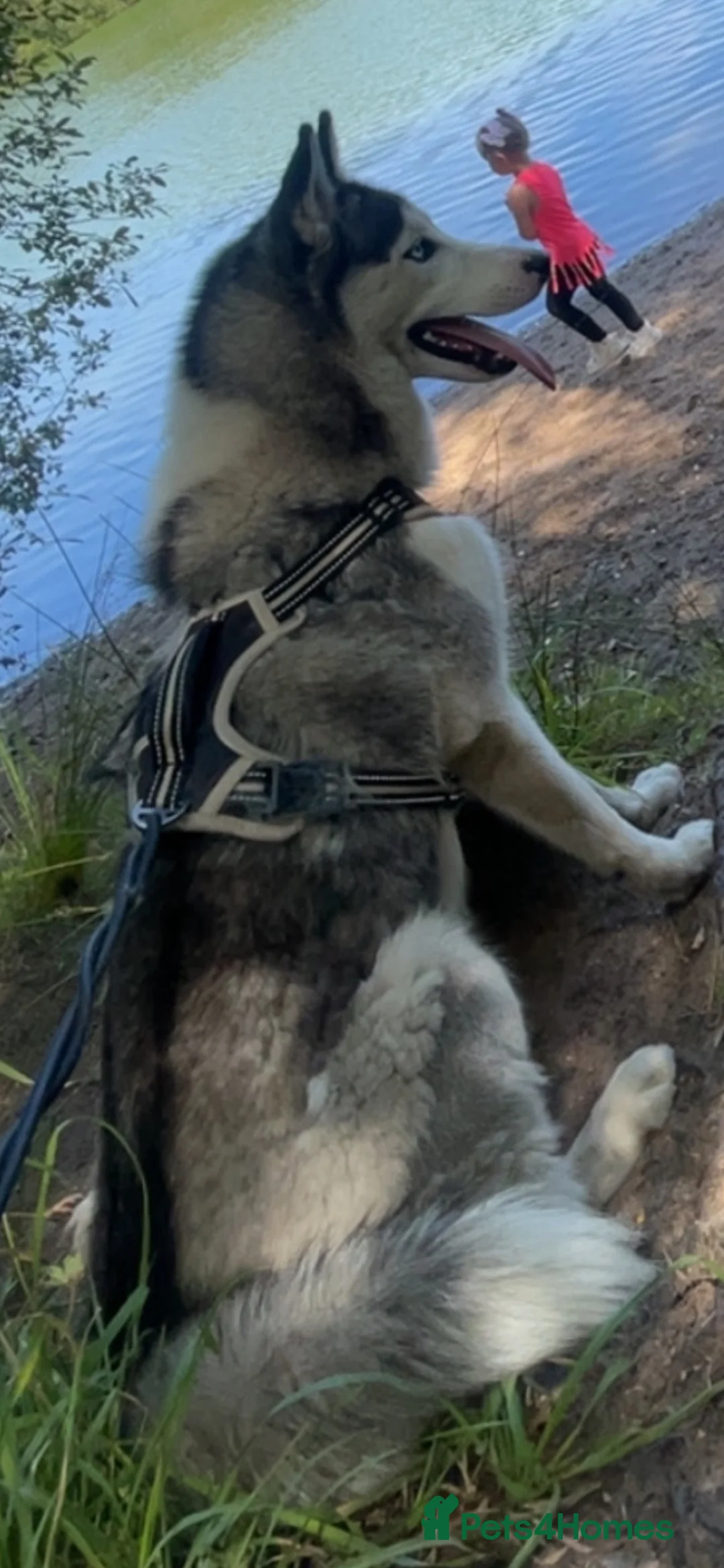 Siberian Husky dogs for sale: Female Siberian Husky in Crewe - Advert 2