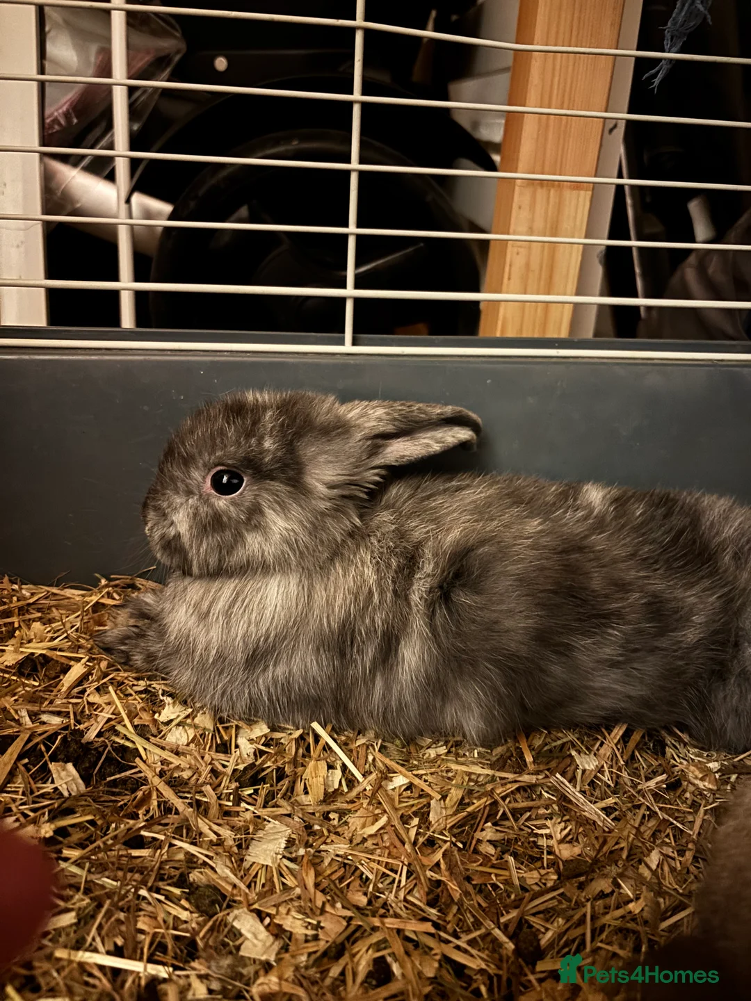 Mini Lop rabbits for sale: Beautiful friendly bunnies  - Advert 5