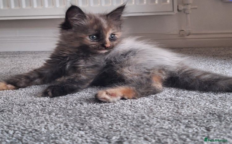 Maine Coon cats - Advert 15