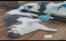 British Shorthair cats for sale: Tica Registered Blue British Shorthair kittens - Image 37