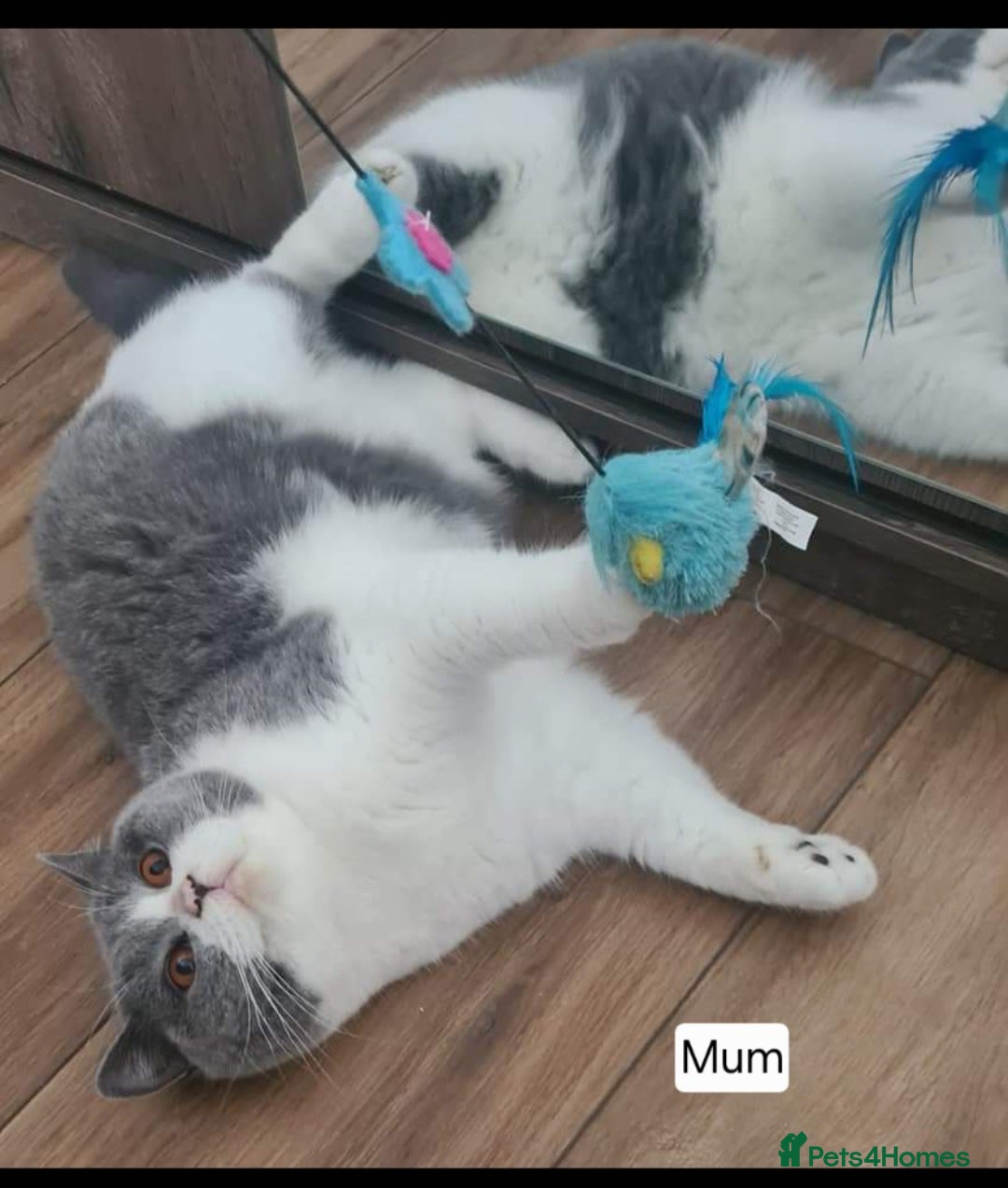 British Shorthair cats for sale: Tica Registered Blue British Shorthair kittens - Image 37