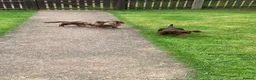 Miniature Dachshund dogs for sale: miniature Daschund Isabella dapple - Advert 11