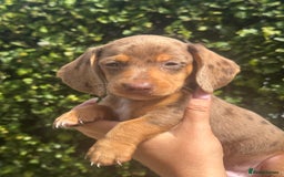 Miniature Dachshund dogs for sale: Pedigree long & short fur miniature dachshunds - Image 13
