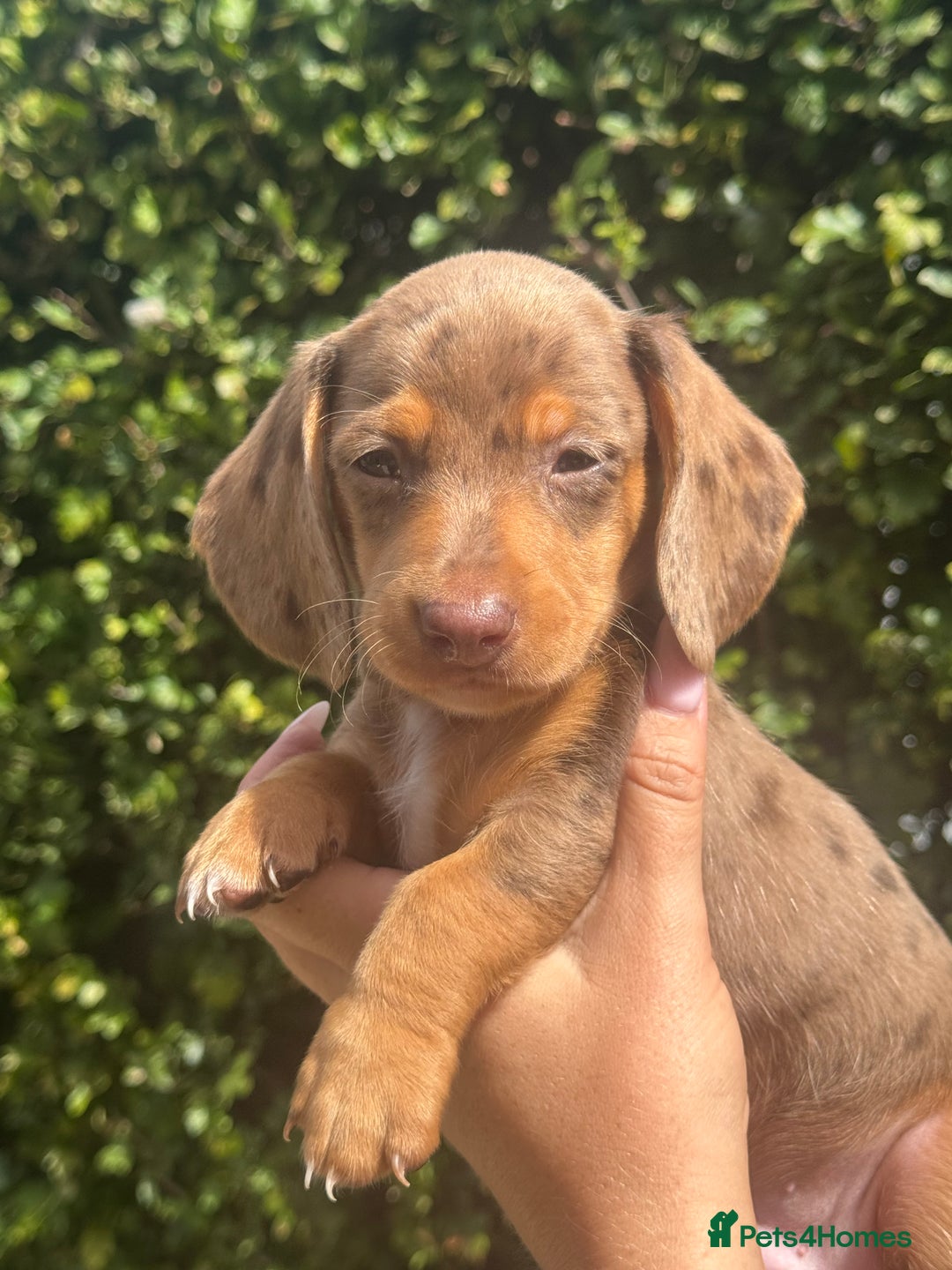 Miniature Dachshund dogs for sale: Pedigree long & short fur miniature dachshunds - Image 13