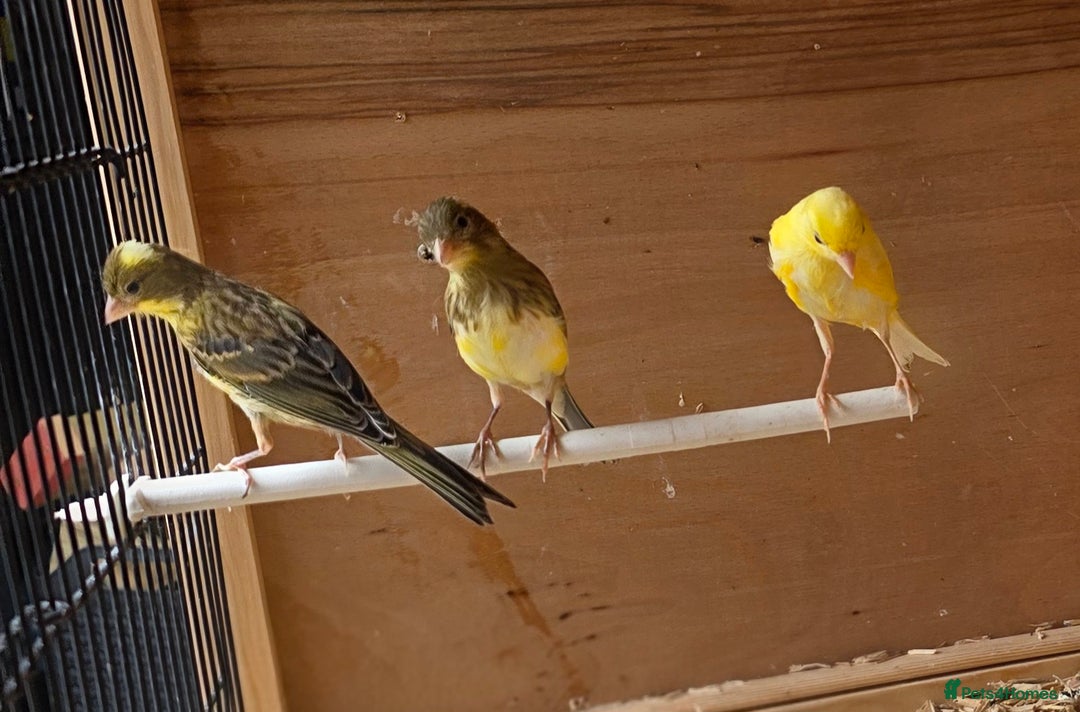 Canaries birds for sale: Irish fancy  canaies for sale  - Image 2