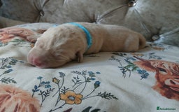Labrador Retriever dogs for sale: 5 beautiful labrador puppies - Image 4