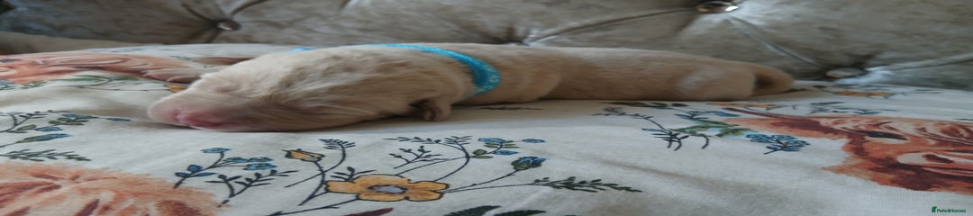 Labrador Retriever Puppy 4 blue collar