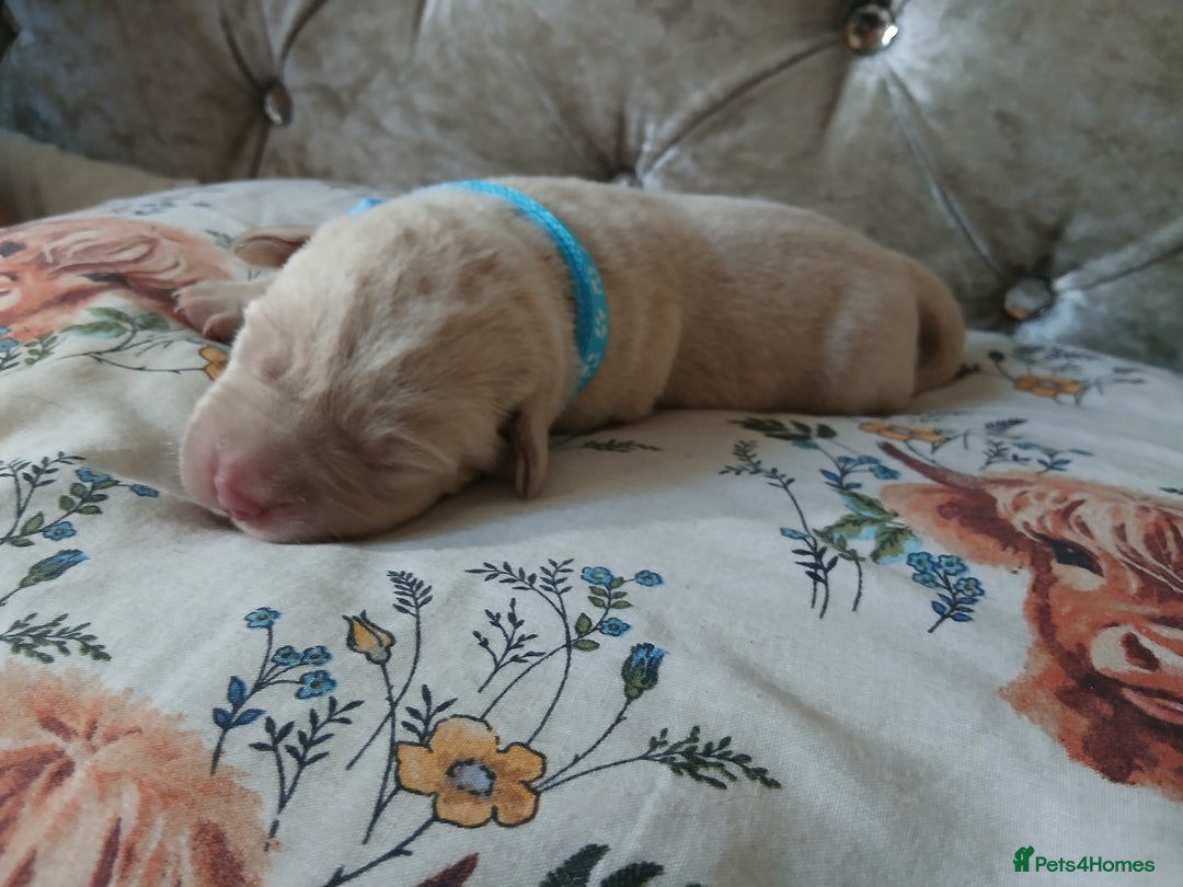 Labrador Retriever dogs for sale: 5 beautiful labrador puppies - Image 4