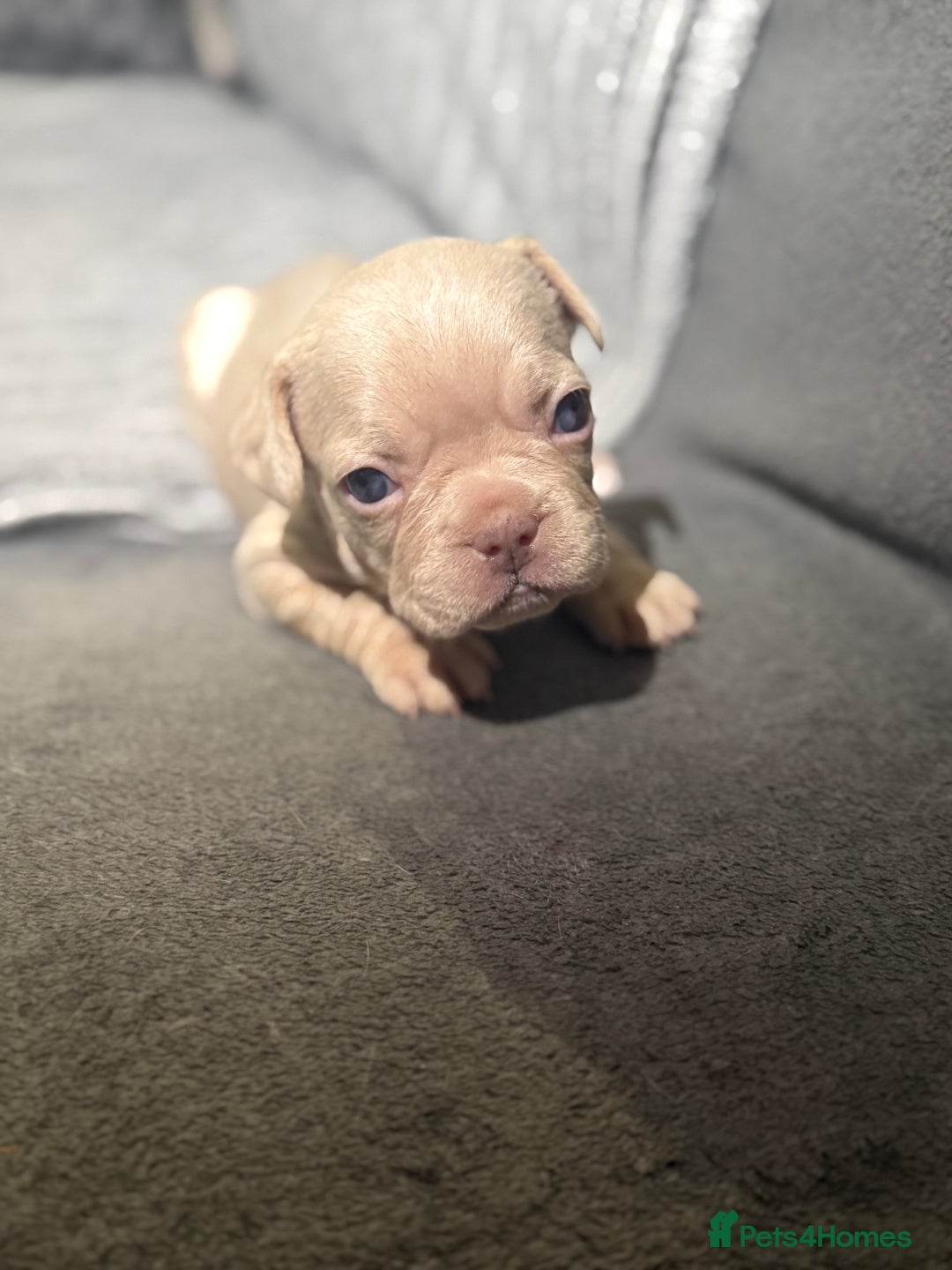 French Bulldog dogs for sale: French Bulldog Puppies–Looking for Forever Homes - Advert 6