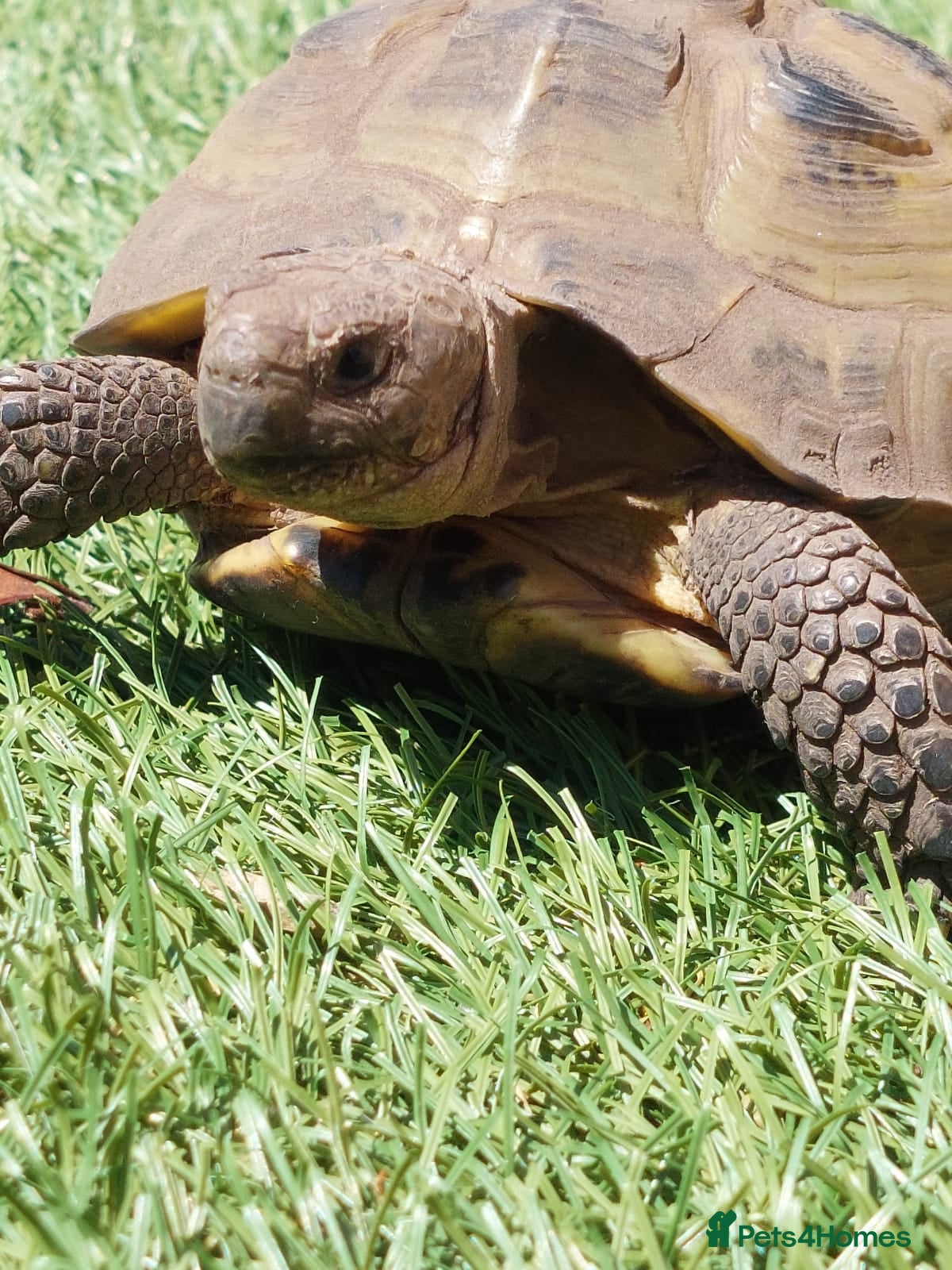 Tortoise reptiles tortoise born end 2017 or early 2018 - Advert 1