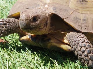 Tortoise reptiles tortoise born end 2017 or early 2018 - Advert 11