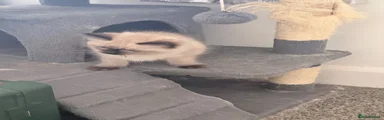 Dart seal point boy
