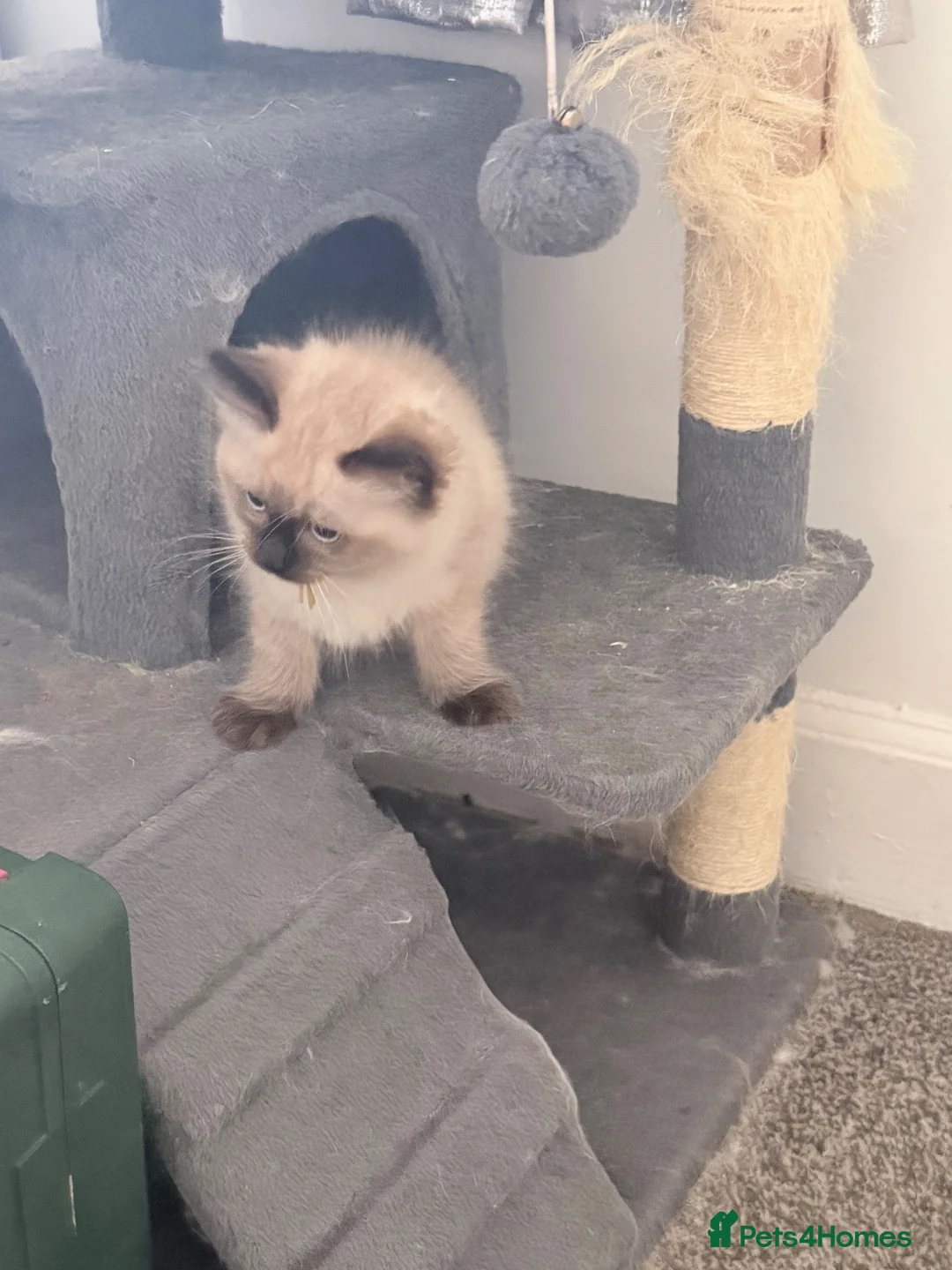Ragdoll cats for sale: 3 Ragdoll boys  - Advert 2