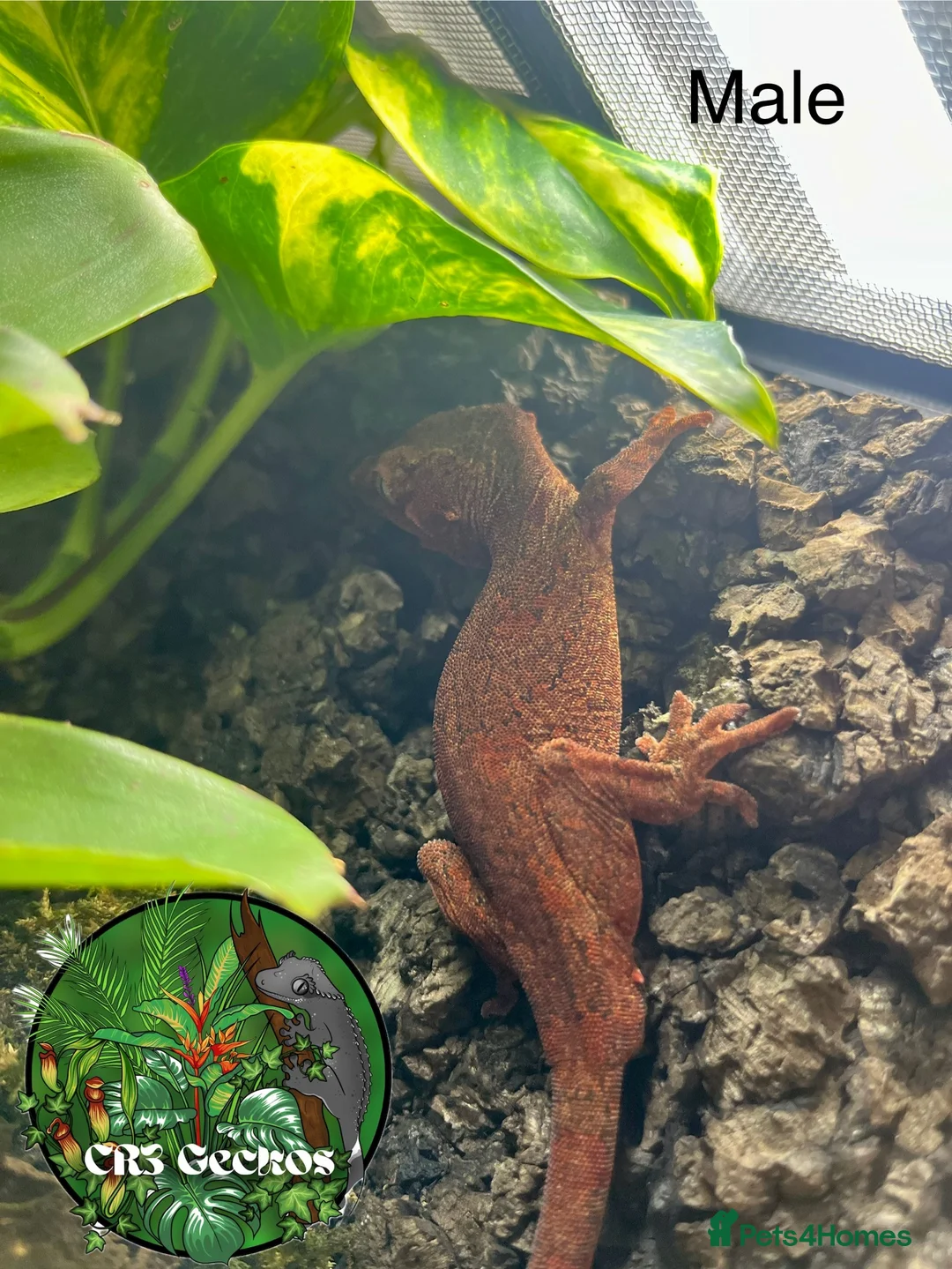 Gecko reptiles for sale: Crested gecko and gargoyles male and female  - Advert 10