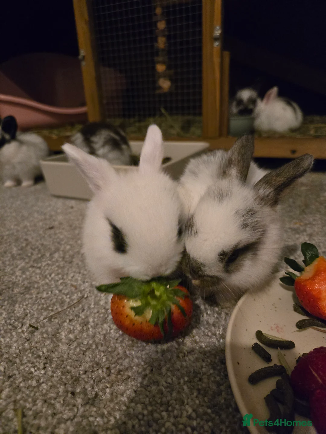 Mini Lop rabbits for sale: Mini lop bunnies  in Hinckley - Advert 13