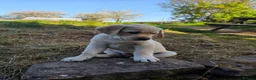 Goldador dogs for sale: Gorgeous Goldador puppies in Leominster - Advert 6