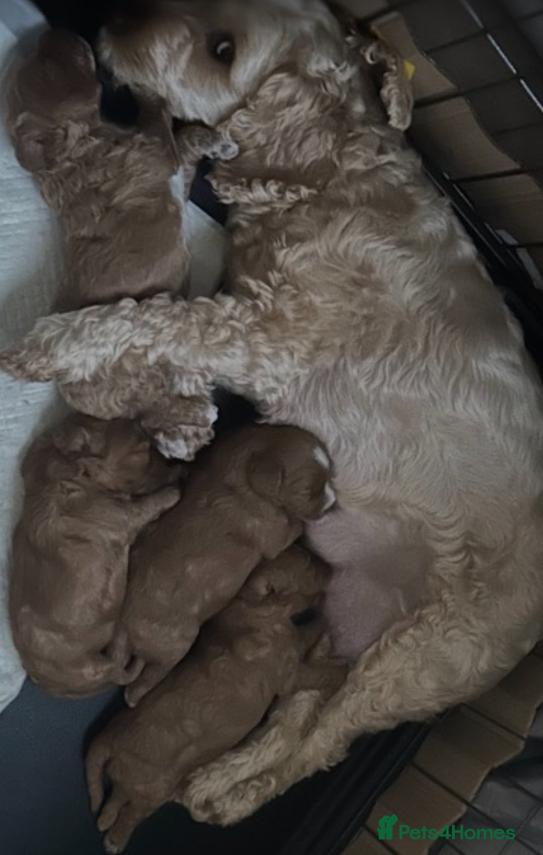 Cockapoo dogs for sale: 5 🌟 fox red cockapoo babies  ready  🏠 now 🐶 - Image 20